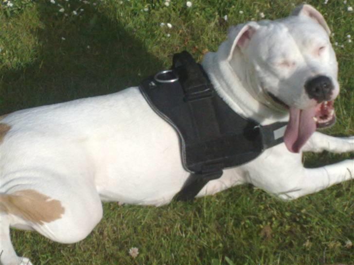 Amerikansk bulldog Freja billede 7