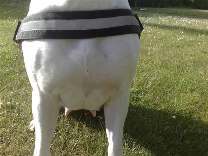 Amerikansk bulldog Freja billede 8