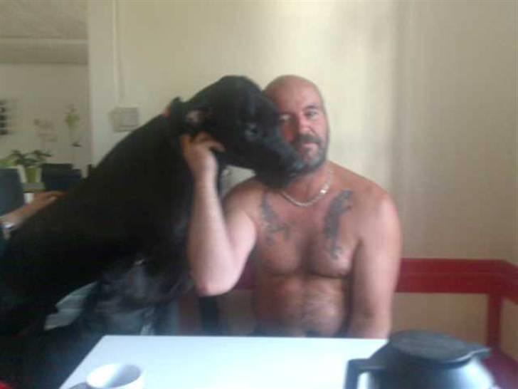 Grand danois hermann - farmand får lige et go morgen kys billede 6