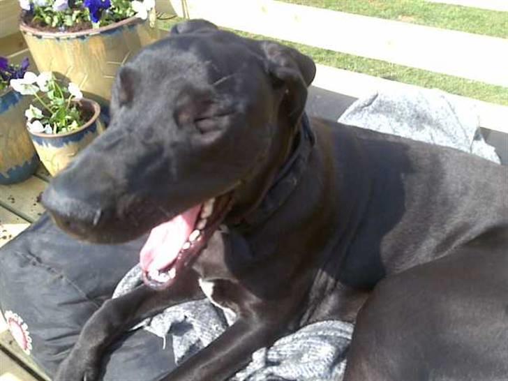 Grand danois hermann - ha ha , det var noget af en vits min mor fortalte der billede 7