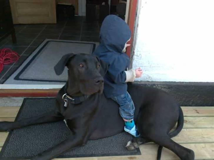 Grand danois hermann - hyp hyp lille hest, altså er han ikke klar over jeg er en hund, og så sidder han helt forkert billede 8