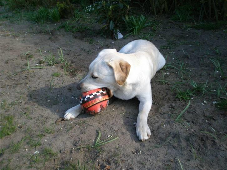 Labrador retriever Luna billede 11