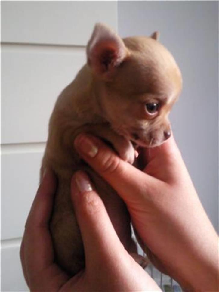 Chihuahua Jayla billede 1