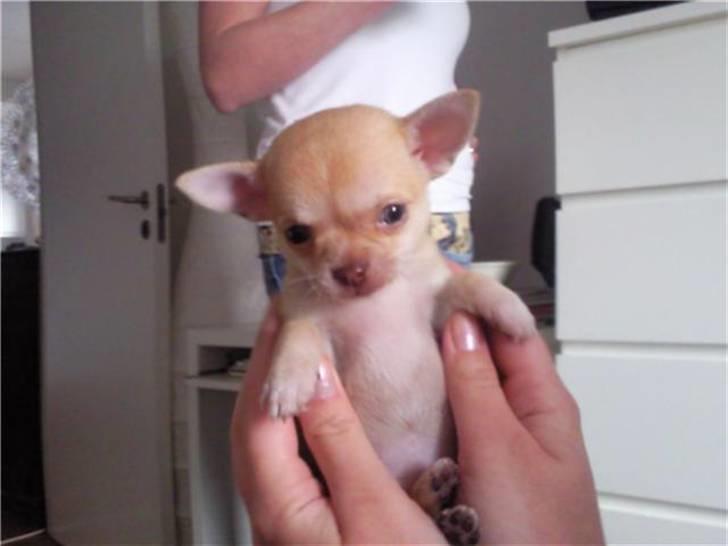 Chihuahua Jayla billede 2