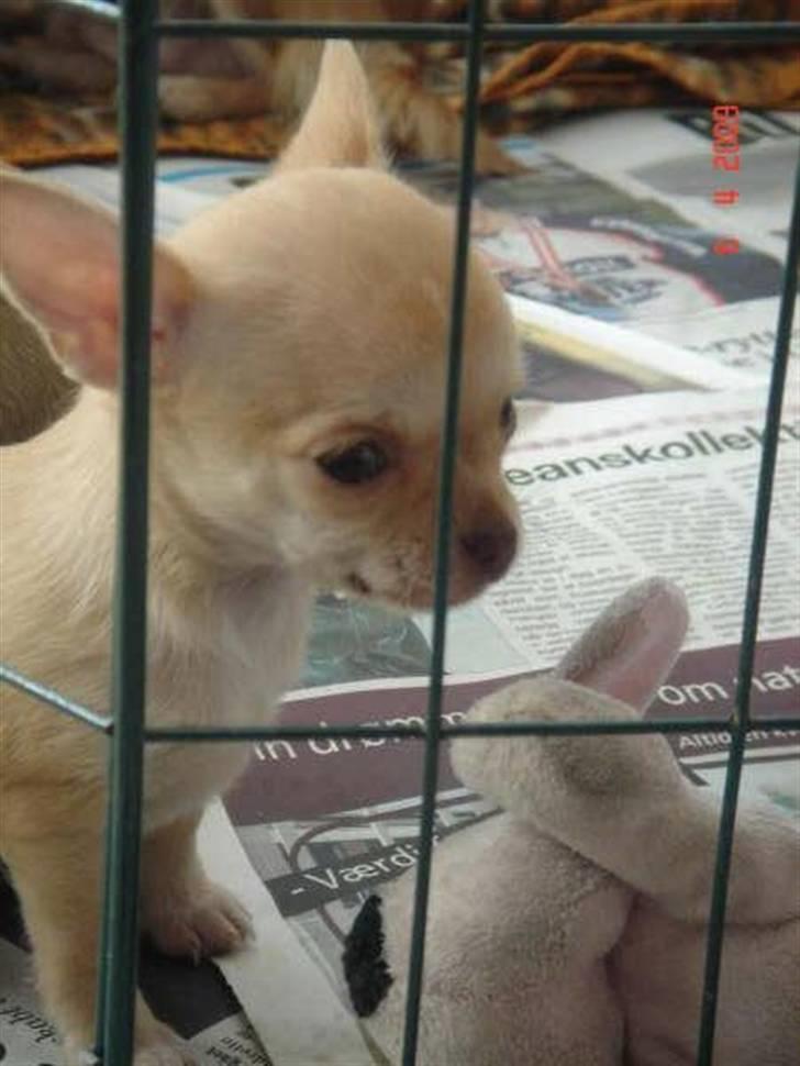 Chihuahua Jayla billede 3