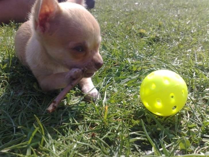 Chihuahua Jayla billede 4