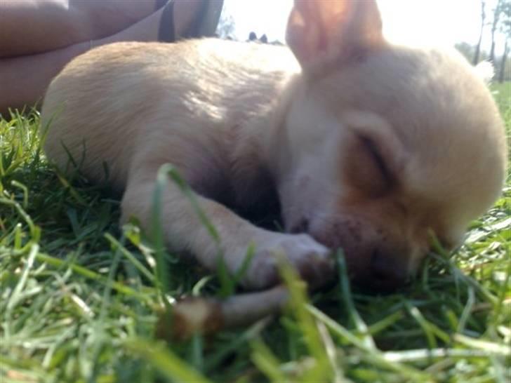 Chihuahua Jayla billede 5