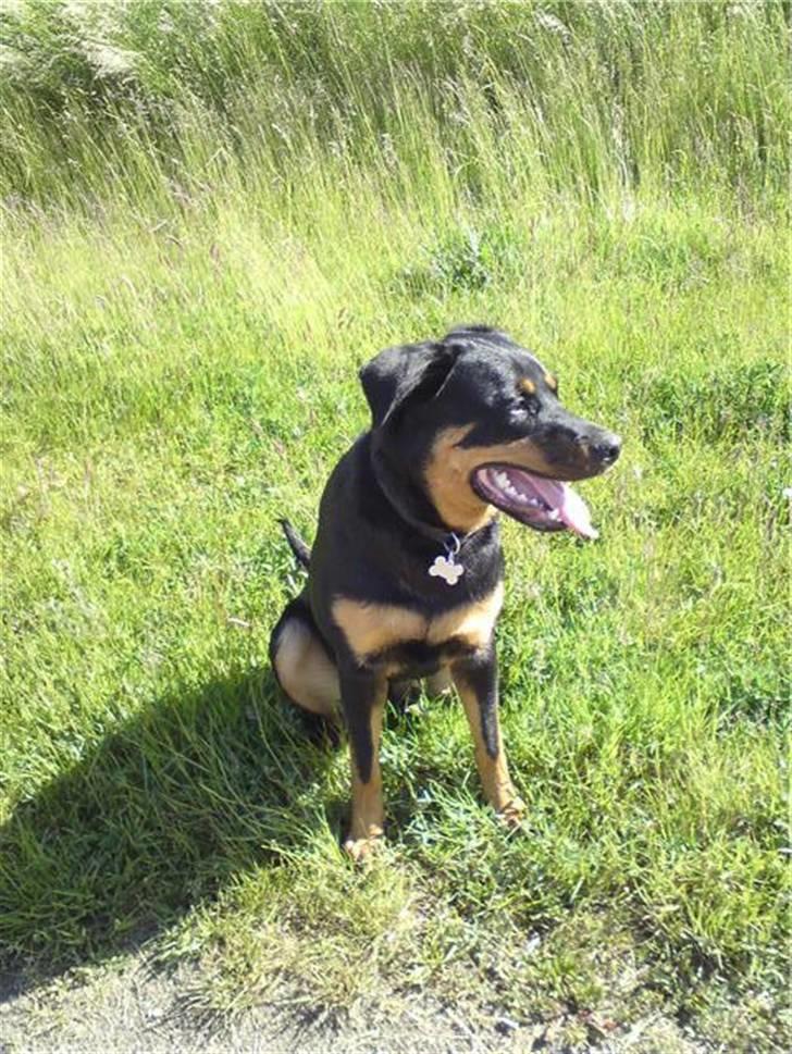 Blanding af racer Bølle Fruelund (Tøssen) billede 1