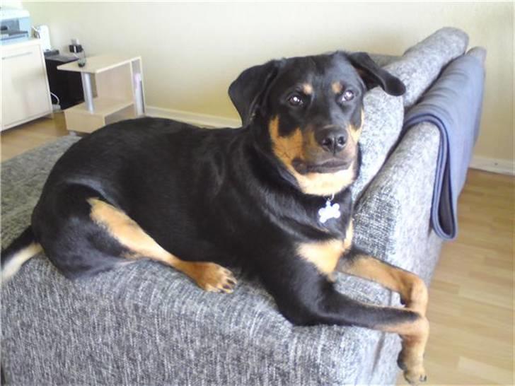 Blanding af racer Bølle Fruelund (Tøssen) billede 2