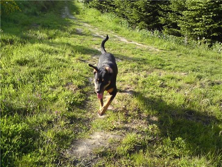 Blanding af racer Bølle Fruelund (Tøssen) billede 3