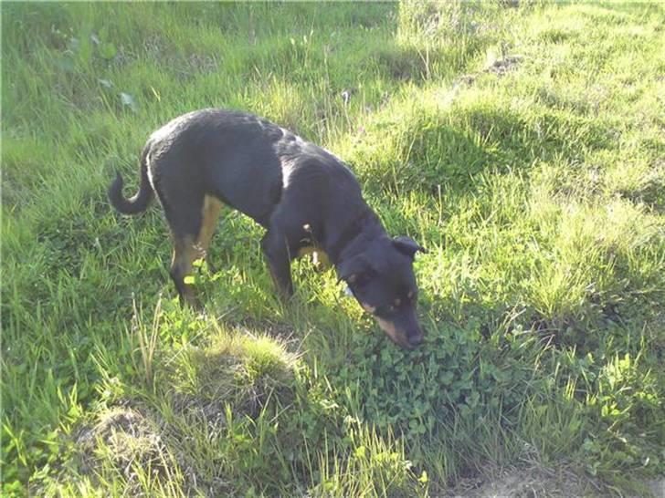 Blanding af racer Bølle Fruelund (Tøssen) billede 4