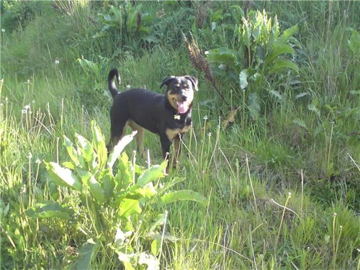 Blanding af racer Bølle Fruelund (Tøssen) billede 5