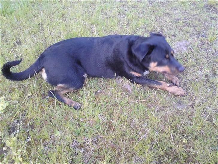 Blanding af racer Bølle Fruelund (Tøssen) billede 6