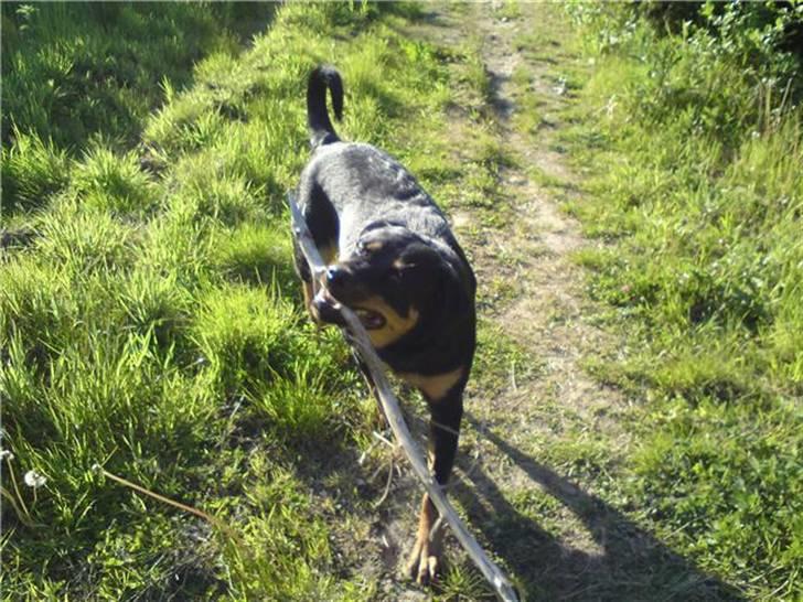 Blanding af racer Bølle Fruelund (Tøssen) billede 7