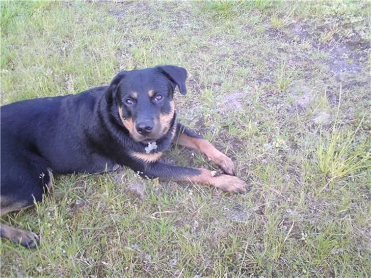 Blanding af racer Bølle Fruelund (Tøssen) billede 8