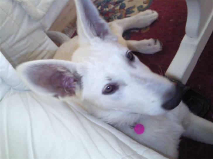 Hvid schæfer Snehvide - Er jeg ikke dejlig? billede 1