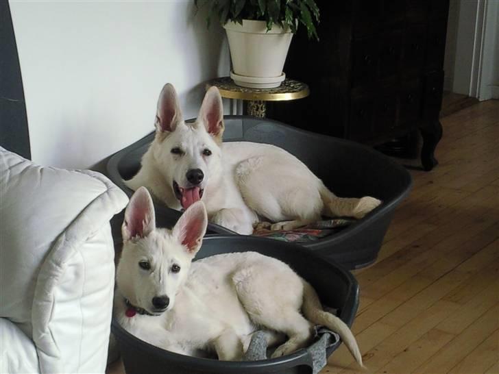 Hvid schæfer Snehvide - Så er v i klar til familiefoto :-) billede 2