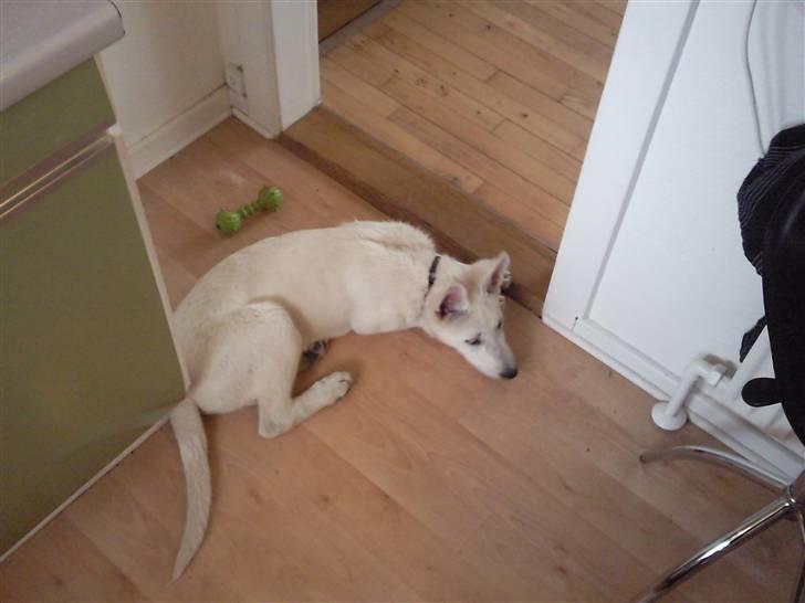 Hvid schæfer Snehvide - Her kan jeg ligge og holde øje med madlavningen. billede 3