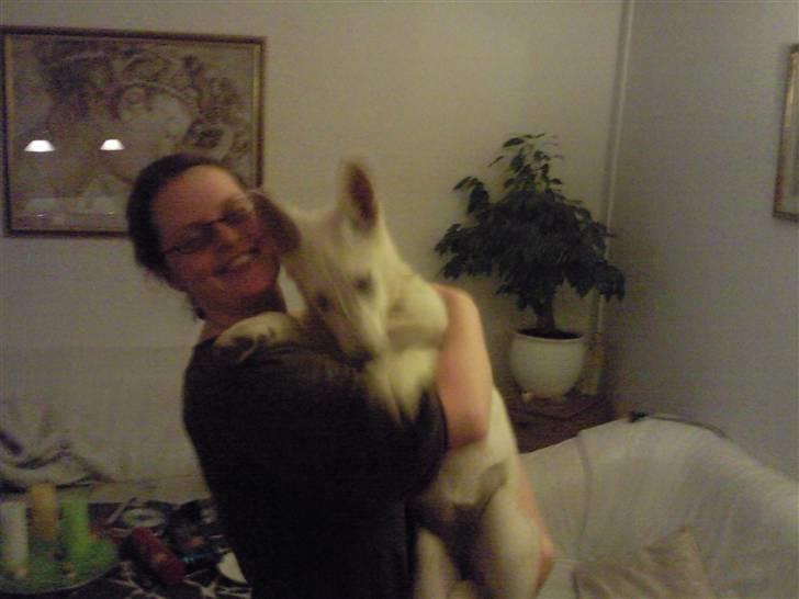 Hvid schæfer Snehvide - Min mor insisterer på at tage det her billede, men jeg vil ikke sidde stille. billede 4