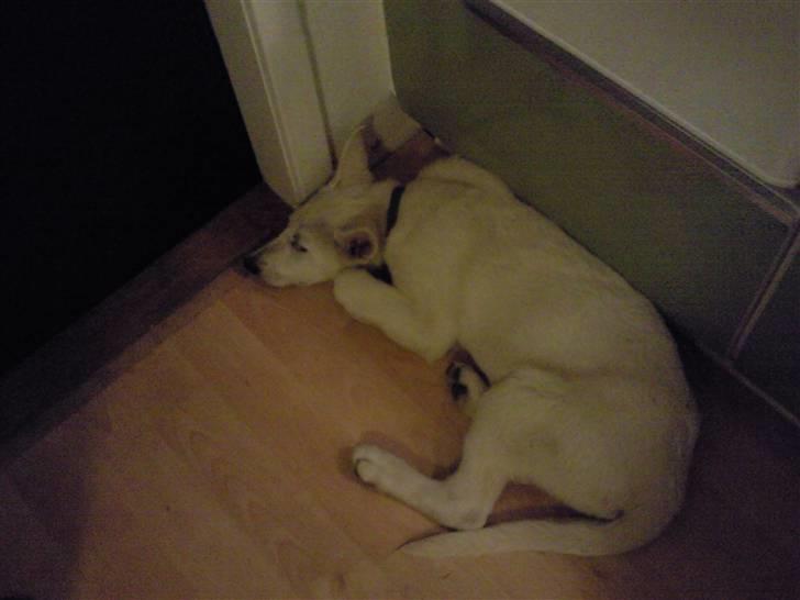 Hvid schæfer Snehvide - Min yndlingsplads foran køleskabet - nogen kunne jo tabe noget :-) billede 5