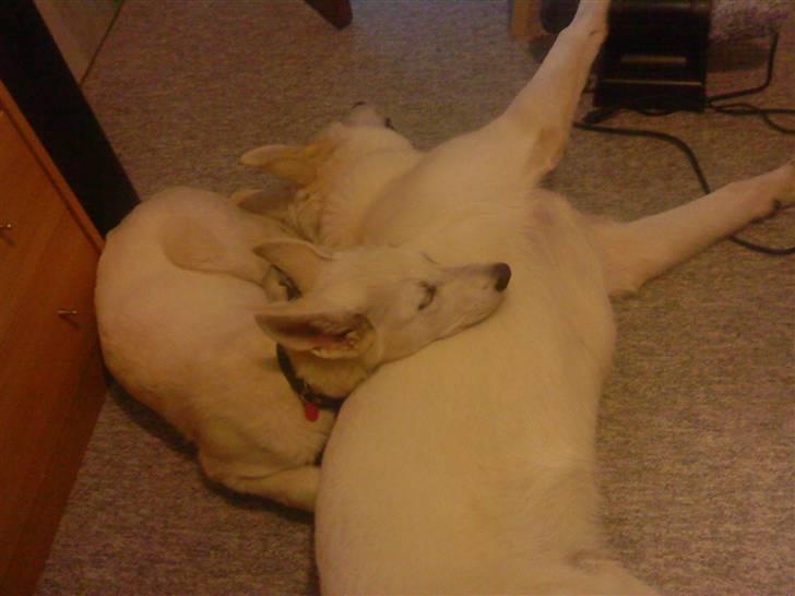 Hvid schæfer Snehvide - Jeg elsker at ligge og putte med storebror Qanik billede 6