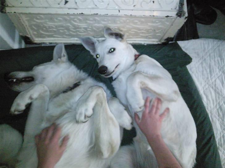 Hvid schæfer Snehvide - Mmm mavekæl er dejligt! billede 7