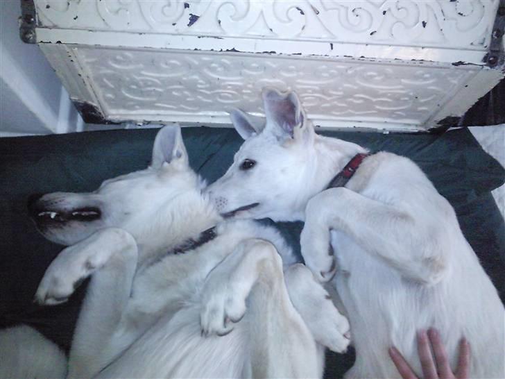 Hvid schæfer Snehvide - Qanik, hvis vi ligger stille, så bliver hun ved... billede 8