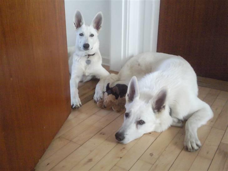 Hvid schæfer Snehvide - Vores plads i køkkendøren :-) billede 9