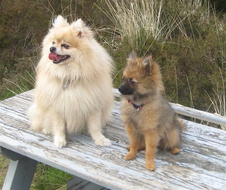 Pomeranian Soffie - 17 uger billede 17