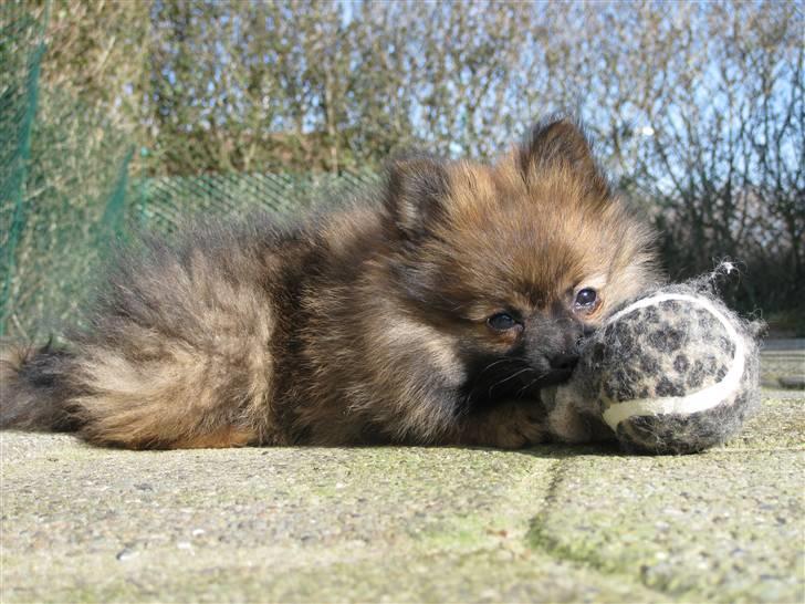 Pomeranian Soffie - 10 uger billede 18