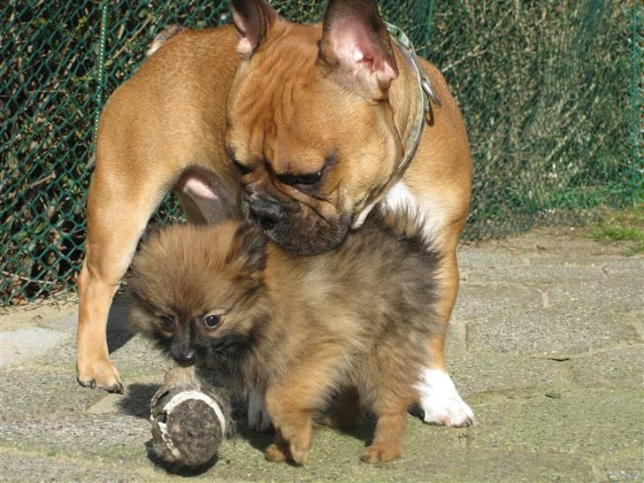 Pomeranian Soffie - 10 uger billede 19