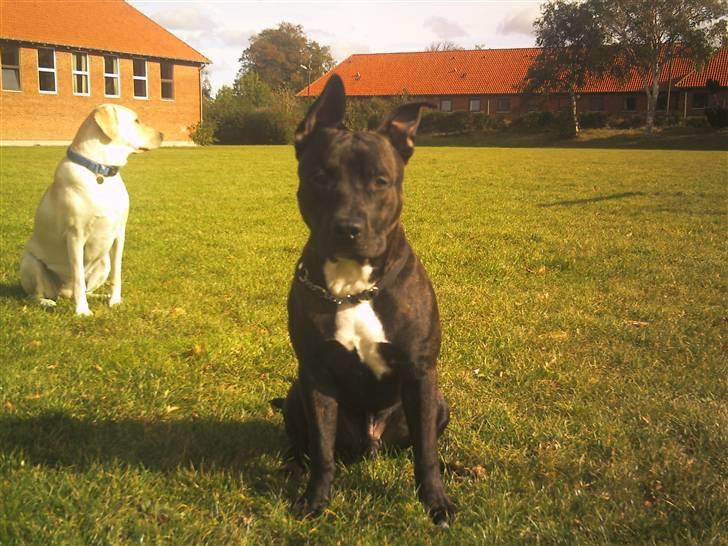 Blanding af racer AST/SBT Tonzer - Et opdateret billede Tonzer er 7mdr billede 1