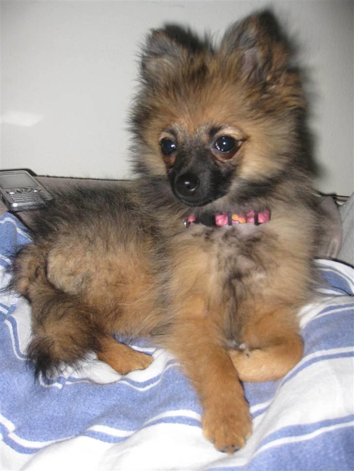 Pomeranian Soffie - 17 uger billede 20