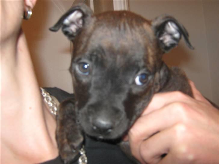 Blanding af racer AST/SBT Tonzer billede 2