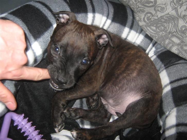 Blanding af racer AST/SBT Tonzer billede 3