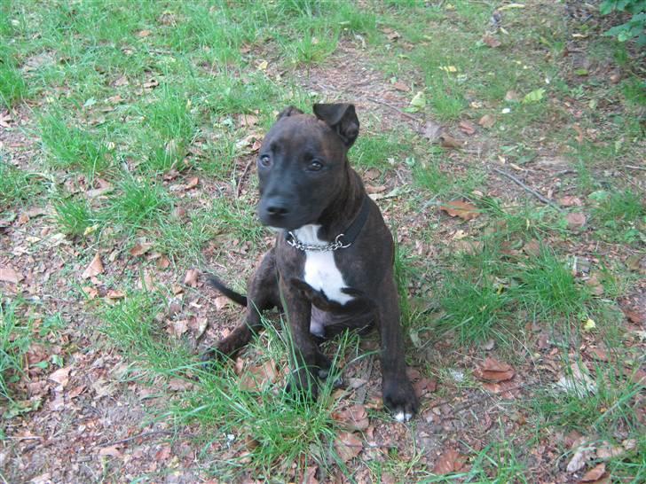 Blanding af racer AST/SBT Tonzer billede 4