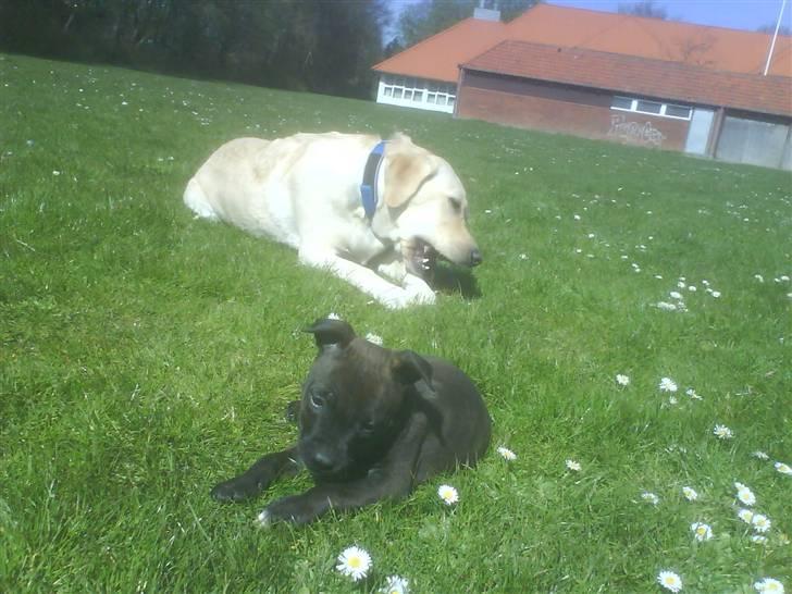 Blanding af racer AST/SBT Tonzer billede 5