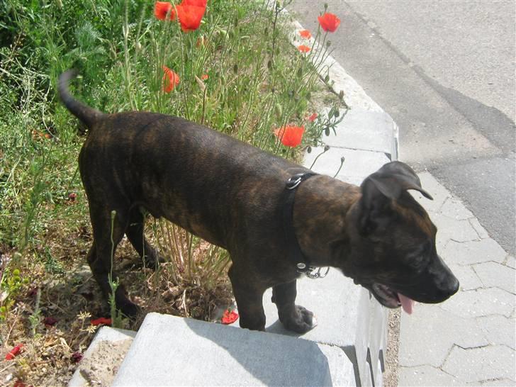 Blanding af racer AST/SBT Tonzer billede 6