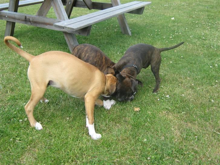 Blanding af racer AST/SBT Tonzer billede 7