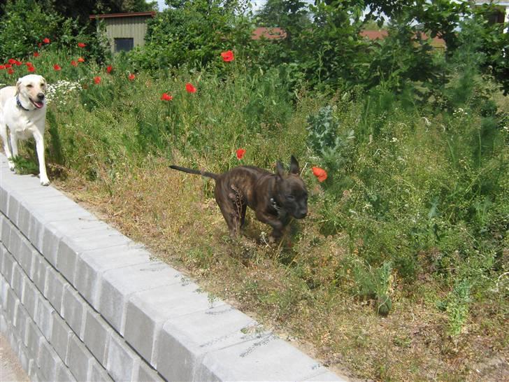 Blanding af racer AST/SBT Tonzer billede 8