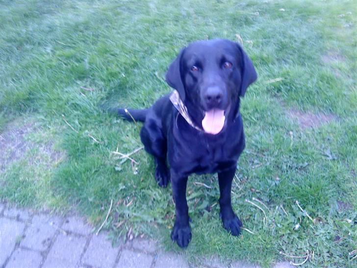 Blanding af racer Netto :) billede 5