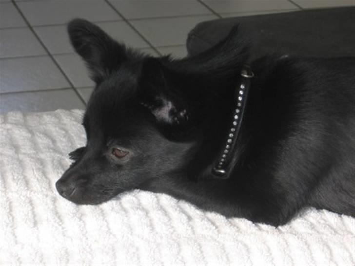 Blanding af racer (Schipperke) Nucca billede 1