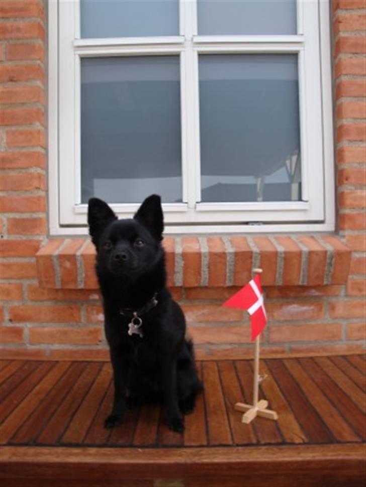 Blanding af racer (Schipperke) Nucca - Billedet her er fra Nuccas 2 års fødselsdag billede 2