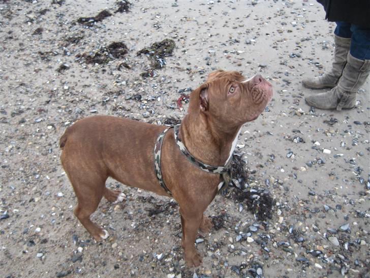 Olde english bulldogge *Mille* - Mille på stranden i lalandia billede 18
