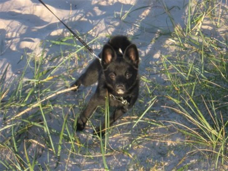 Blanding af racer (Schipperke) Nucca billede 4
