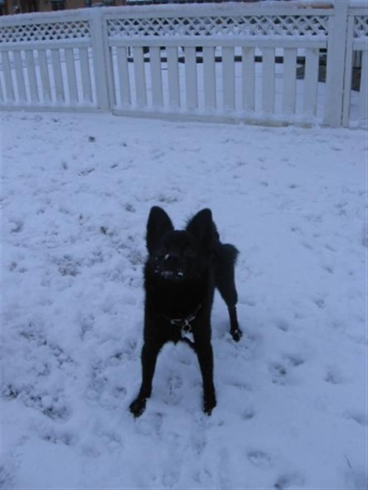 Blanding af racer (Schipperke) Nucca billede 5
