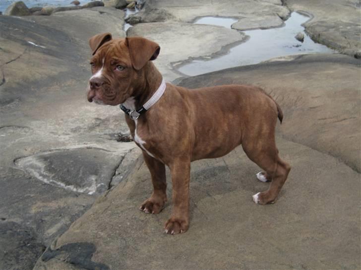 Olde english bulldogge *Mille* - Mille- 15 uger billede 11