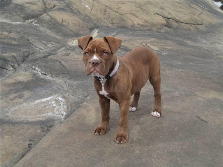 Olde english bulldogge *Mille* - mille 15 uger billede 10