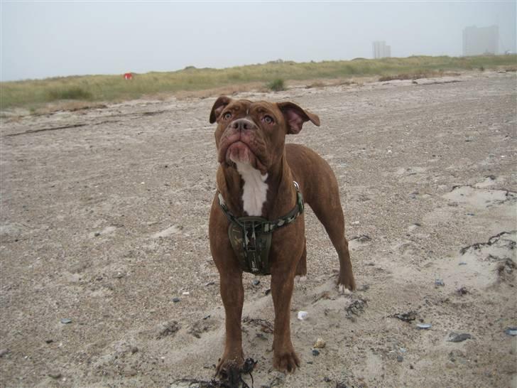 Olde english bulldogge *Mille* - Mille på stranden i lalandia billede 17