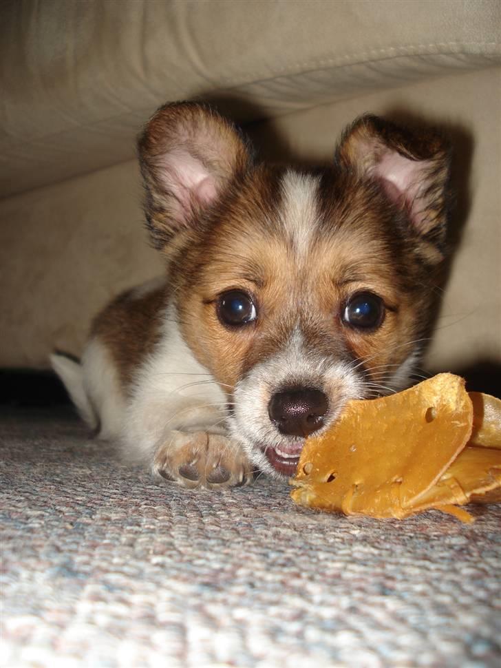 Blanding af racer Kenzo - Kan man aldrig få fred?? billede 1